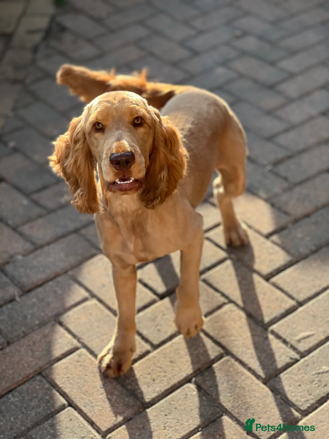 Cocker Spaniel dogs for stud: Show Type Cocker Spaniel For Stud  in Barnsley - Advert 4