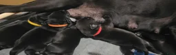 Labrador Retriever dogs for sale: Outstanding litter of 7 KC Reg Labrador Pups - Advert 4