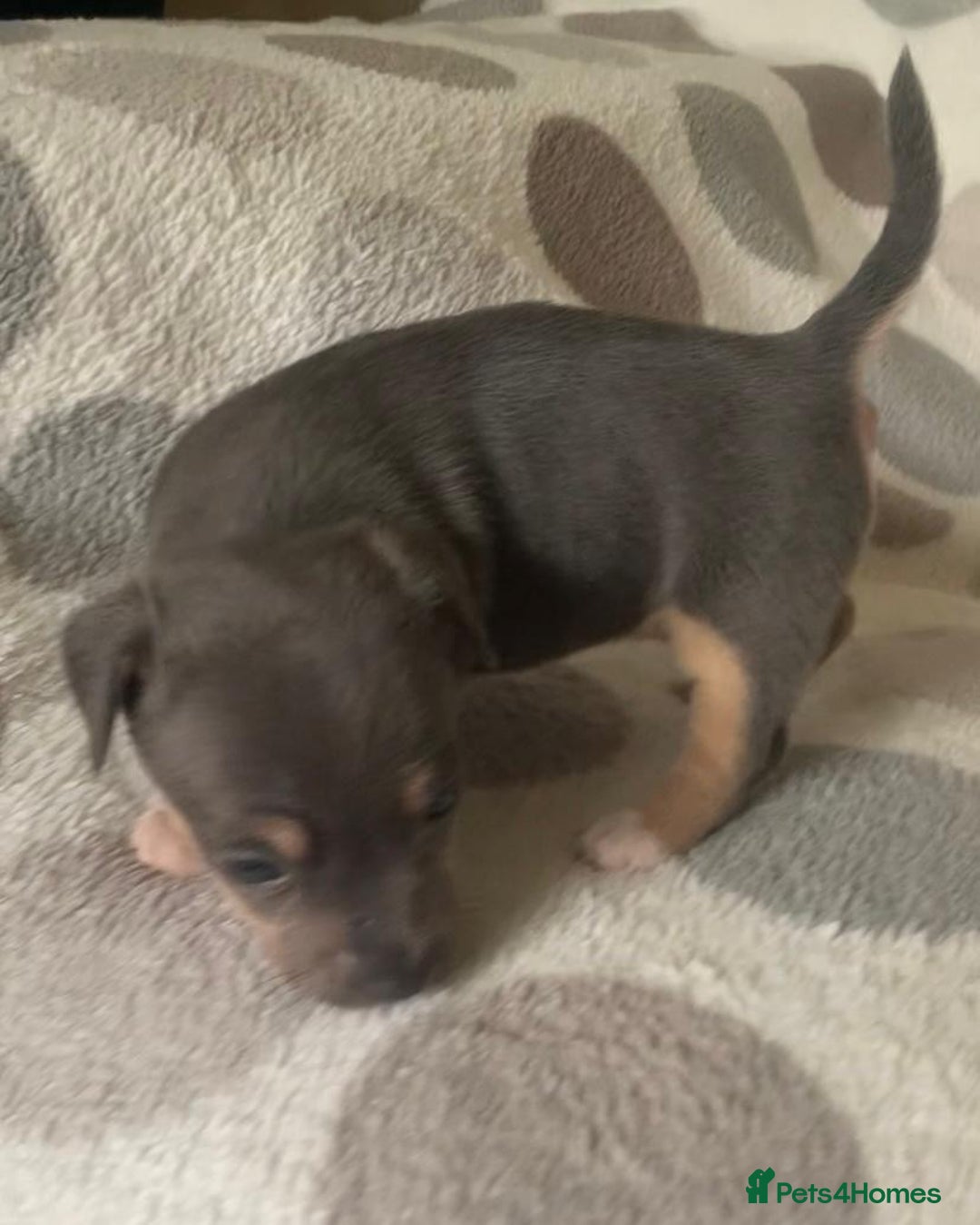 Jack Russell dogs for sale: Exceptional litter of miniature Jack RussellS - Image 10