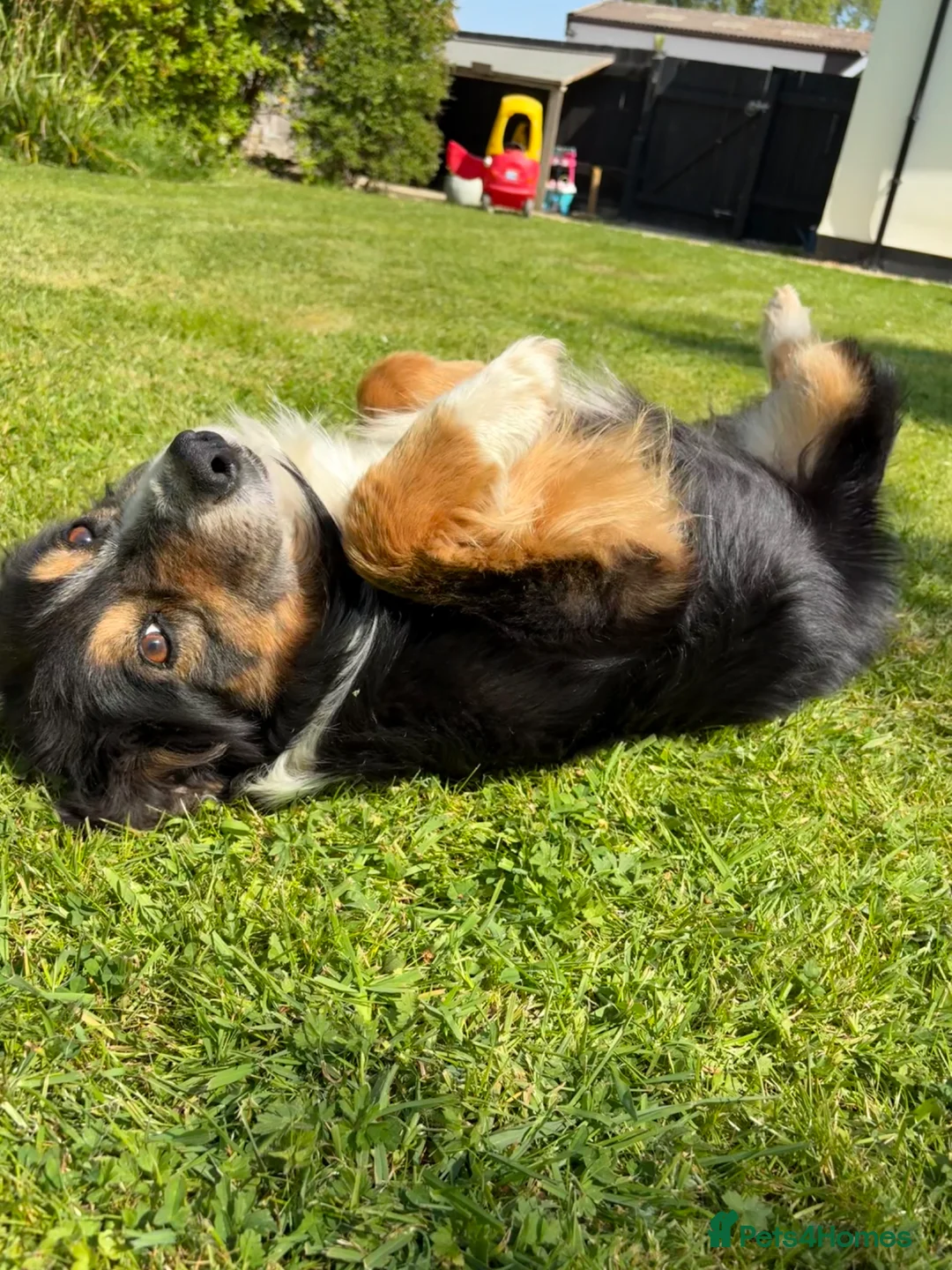 Border Collie dogs for sale: Robbie, 9 year old working Border Collie - Advert 2