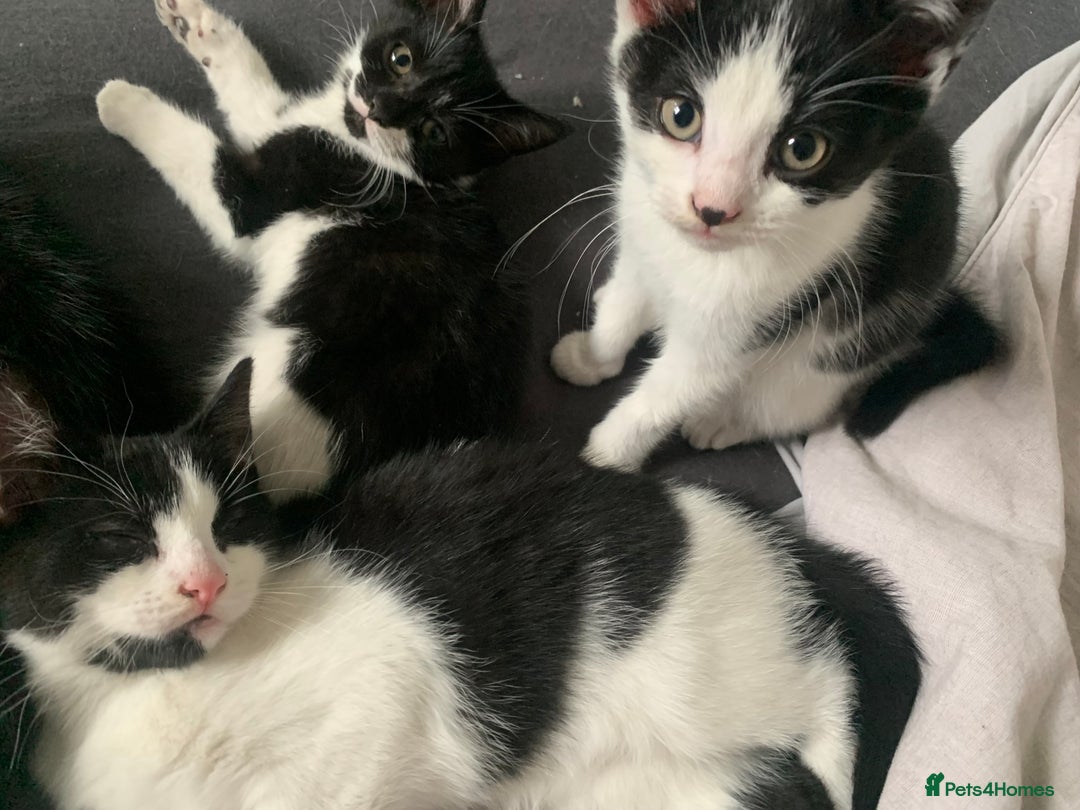 Mixed Breed cats for sale: Kittens ready for their new homes. - Advert 2