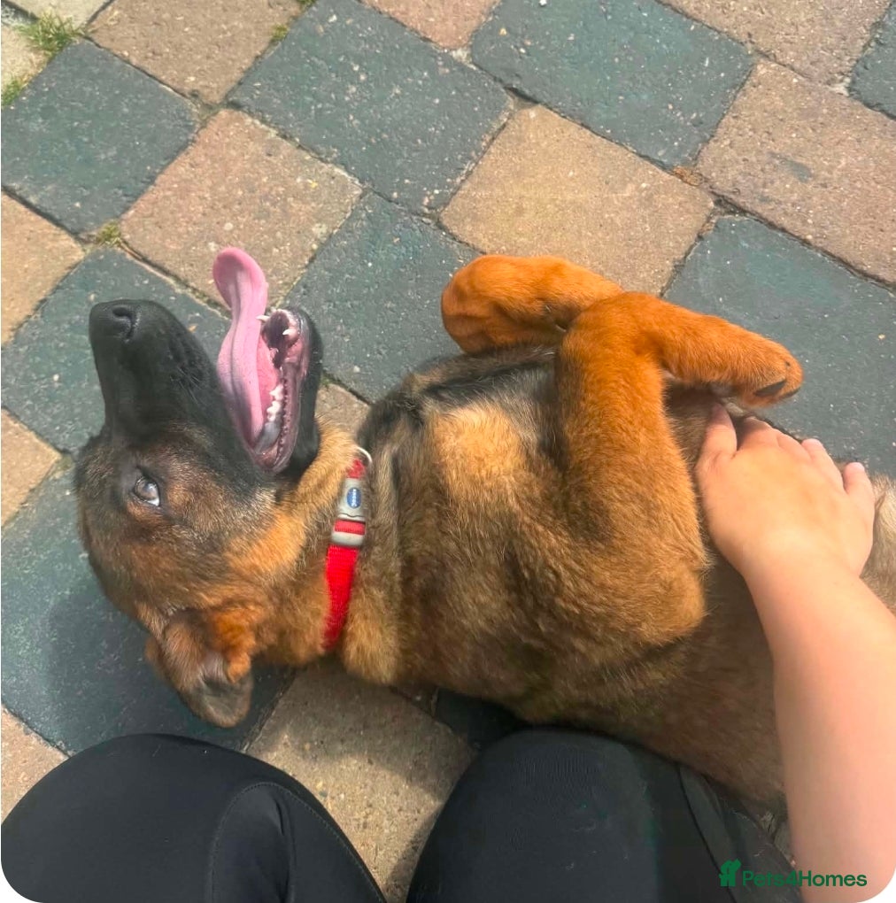 German Shepherd dogs Looking for loving homes - Advert 2