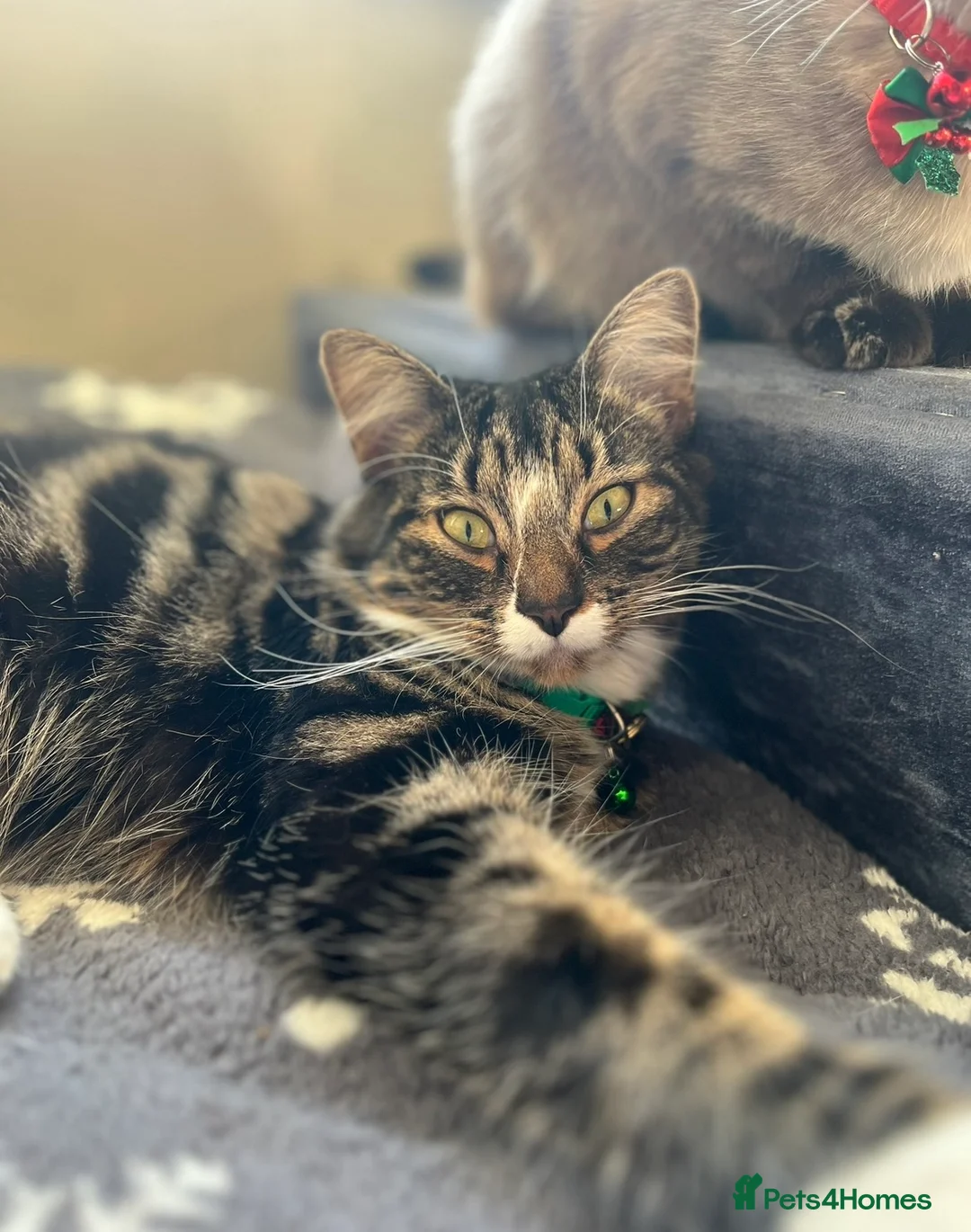 British Longhair cats for sale: bonded pair of british longhairs in Exeter - Advert 5