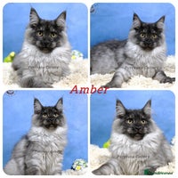 Maine Coon cats - Advert 6