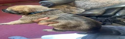 Belgian Shepherd Dog dogs for sale: Stunning Belgian Malinois puppies  - Advert 13