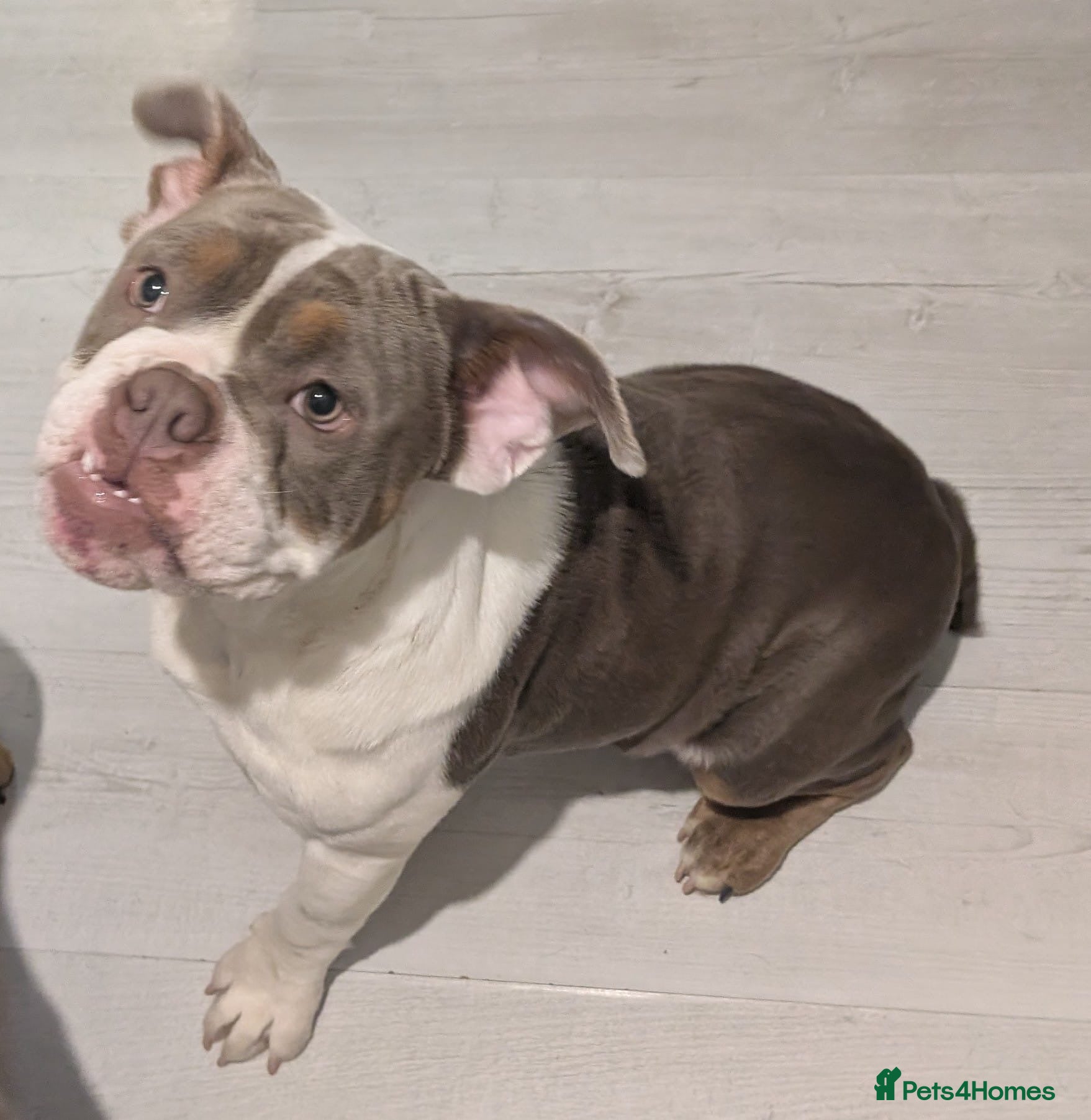 English Bulldog dogs Gorgeous English bulldog - Advert 3