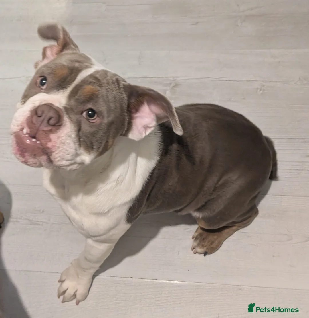 English Bulldog dogs for sale: Gorgeous English bulldog - Advert 1
