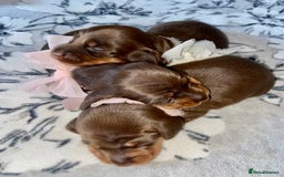 Miniature Dachshund dogs for sale: KC Championship line miniature dachshunds  - Image 5