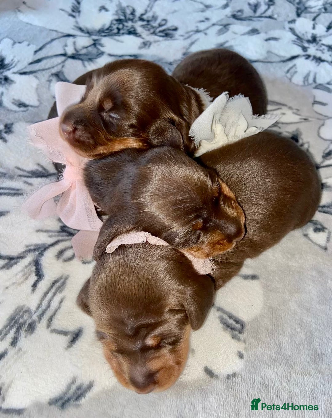 Miniature Dachshund dogs for sale: KC Championship line miniature dachshunds  - Image 5