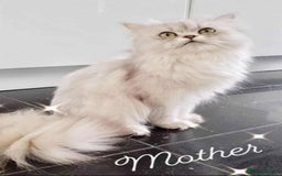 Persian cats for sale: BEAUTIFUL DOLL FACE FULL PERSIAN LONG HAIR KITTEN - Advert 14