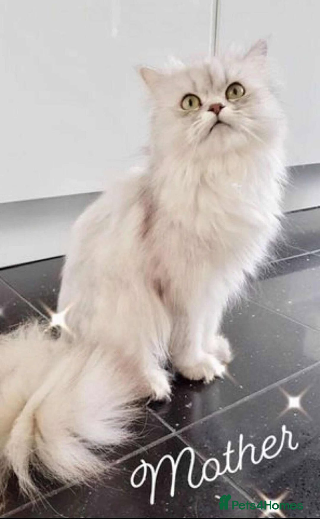 Persian cats for sale: BEAUTIFUL DOLL FACE FULL PERSIAN LONG HAIR KITTEN - Advert 14