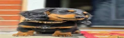Miniature Dachshund dogs for sale: Miniature long haired black and tanned dachshund  - Advert 6