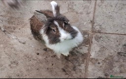 Lionhead rabbits for sale: Beautiful Female LionheadLop-URGENT - Advert 1