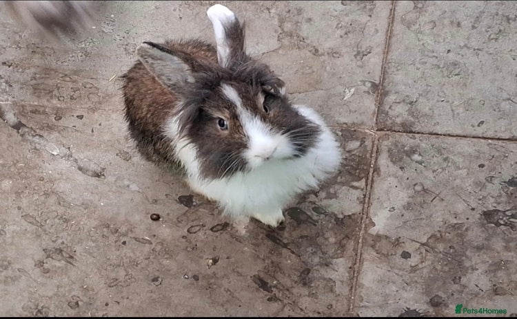 Lionhead rabbits Beautiful Female LionheadLop-URGENT - Advert 1