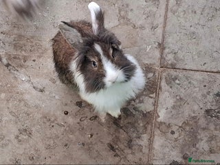 Lionhead rabbits for sale: Beautiful Female LionheadLop-URGENT - Advert 1
