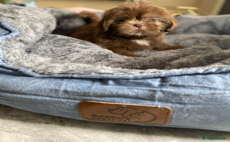 Shih Tzu dogs - Advert 1