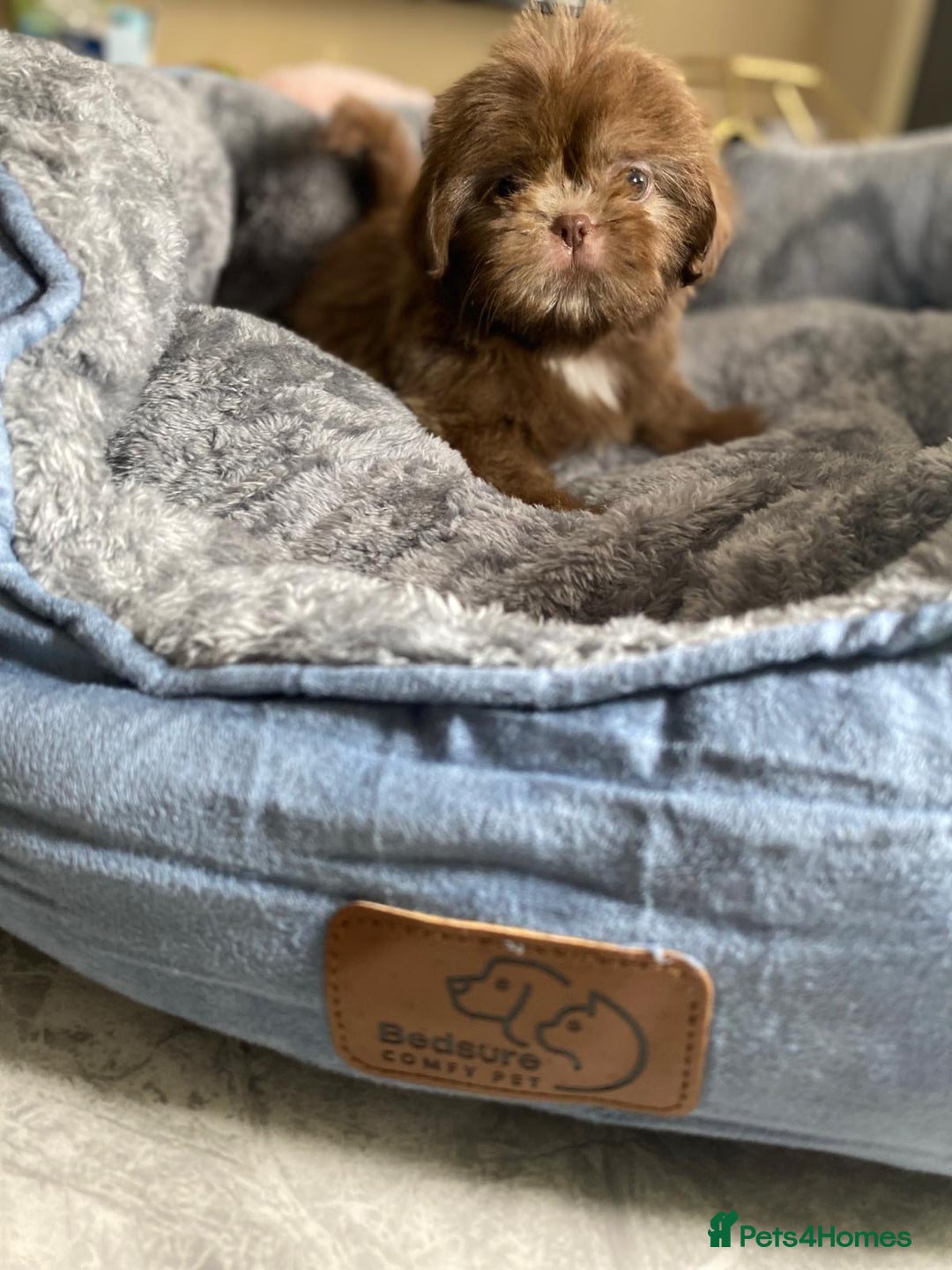 Shih Tzu dogs for sale: Gorgeous Puppies Ready Now - Image 1