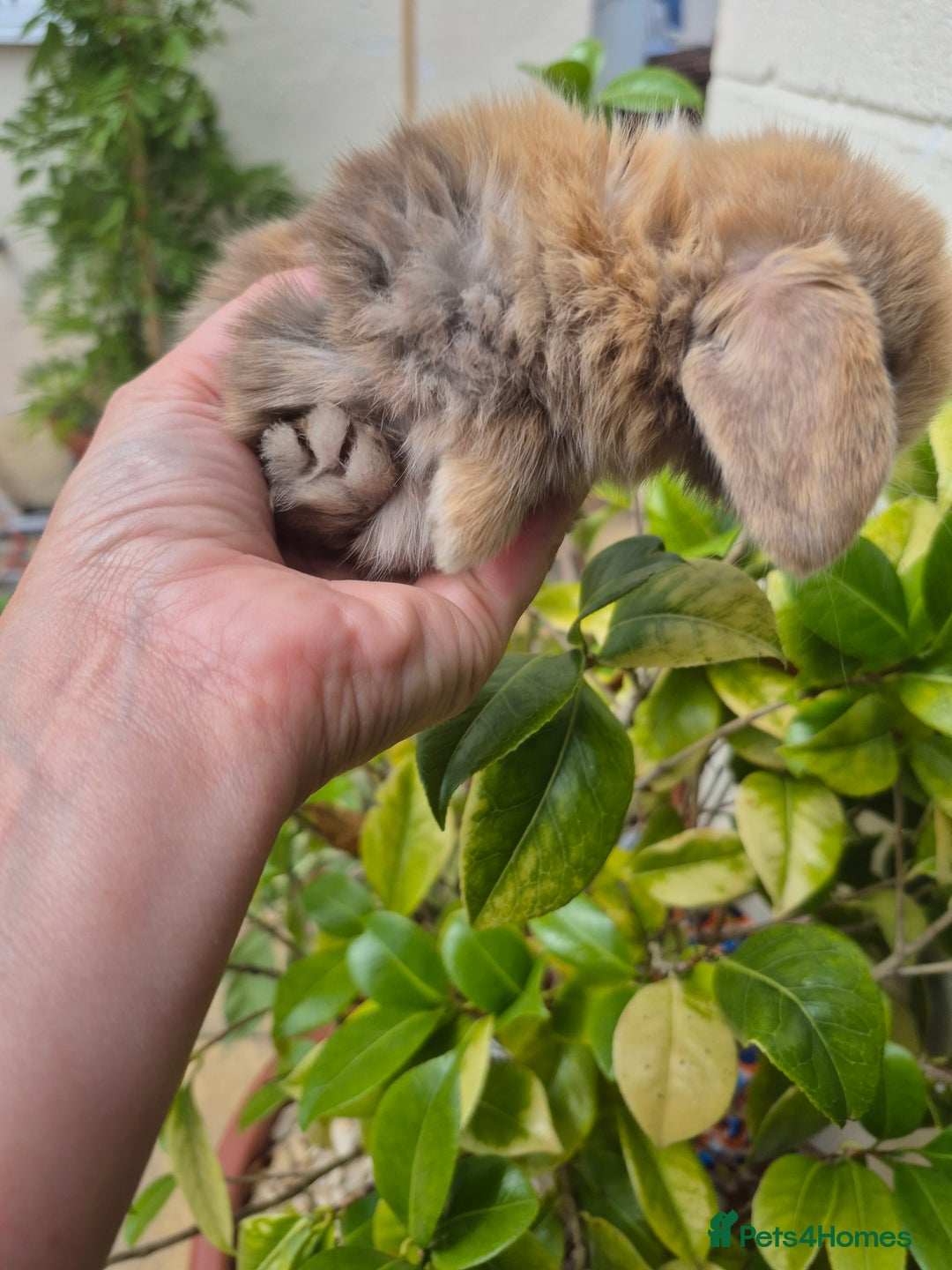 Mini Lop rabbits for sale: Beautifull  mini lops  - Image 6