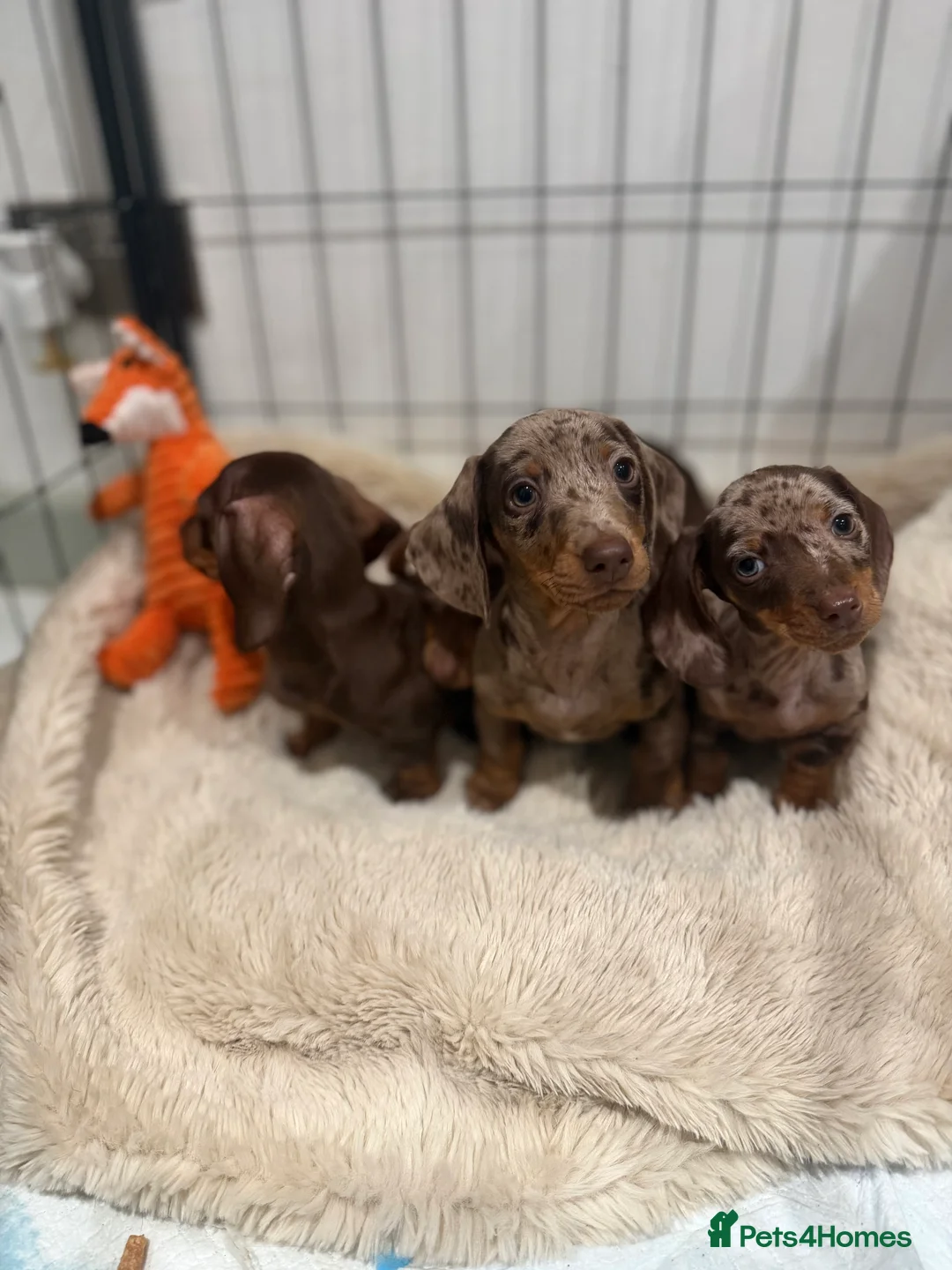 Miniature Dachshund dogs for sale: Beautiful Dachshund Male Puppies Ready now  - Advert 5