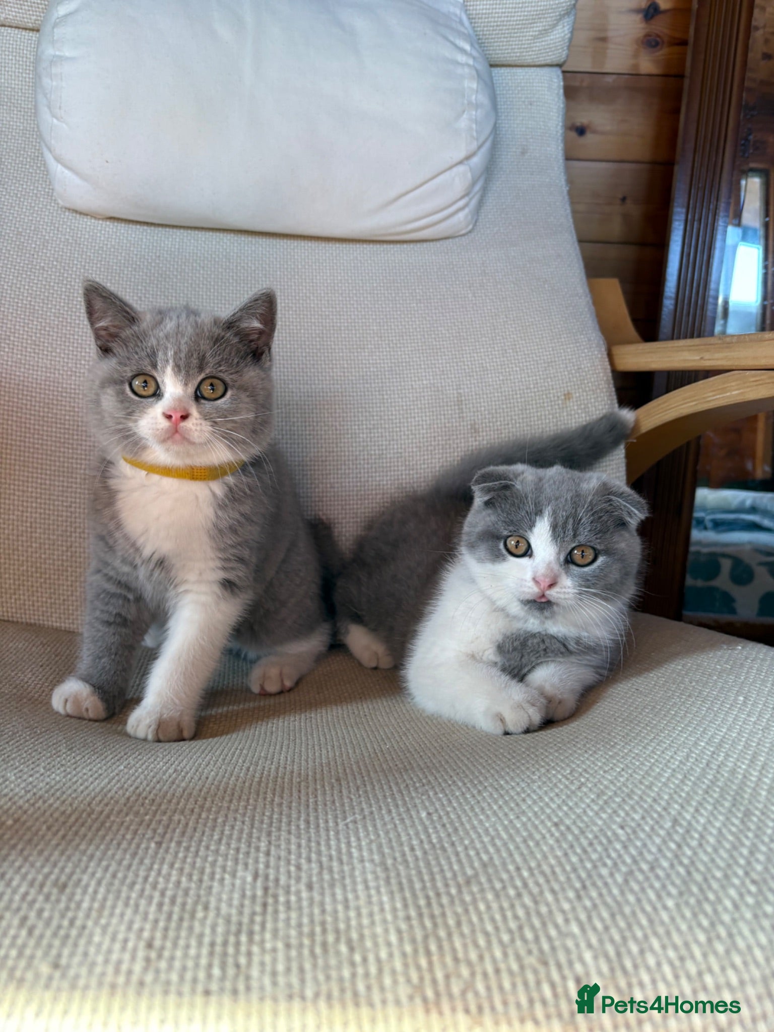 Scottish Fold cats Kittens – Don't Miss Out  - Advert 1