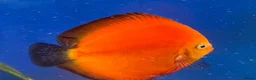 Discus fish for sale: 6 Large Discus  in Sutton - Advert 4