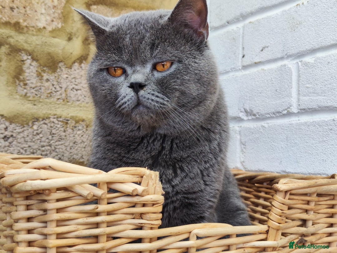 British Shorthair cats for sale: British Shorthair Kittens Imported Parents  - Advert 35