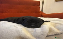 Staffordshire Bull Terrier dogs for sale: Outstanding KC blue gene carriers - Image 13