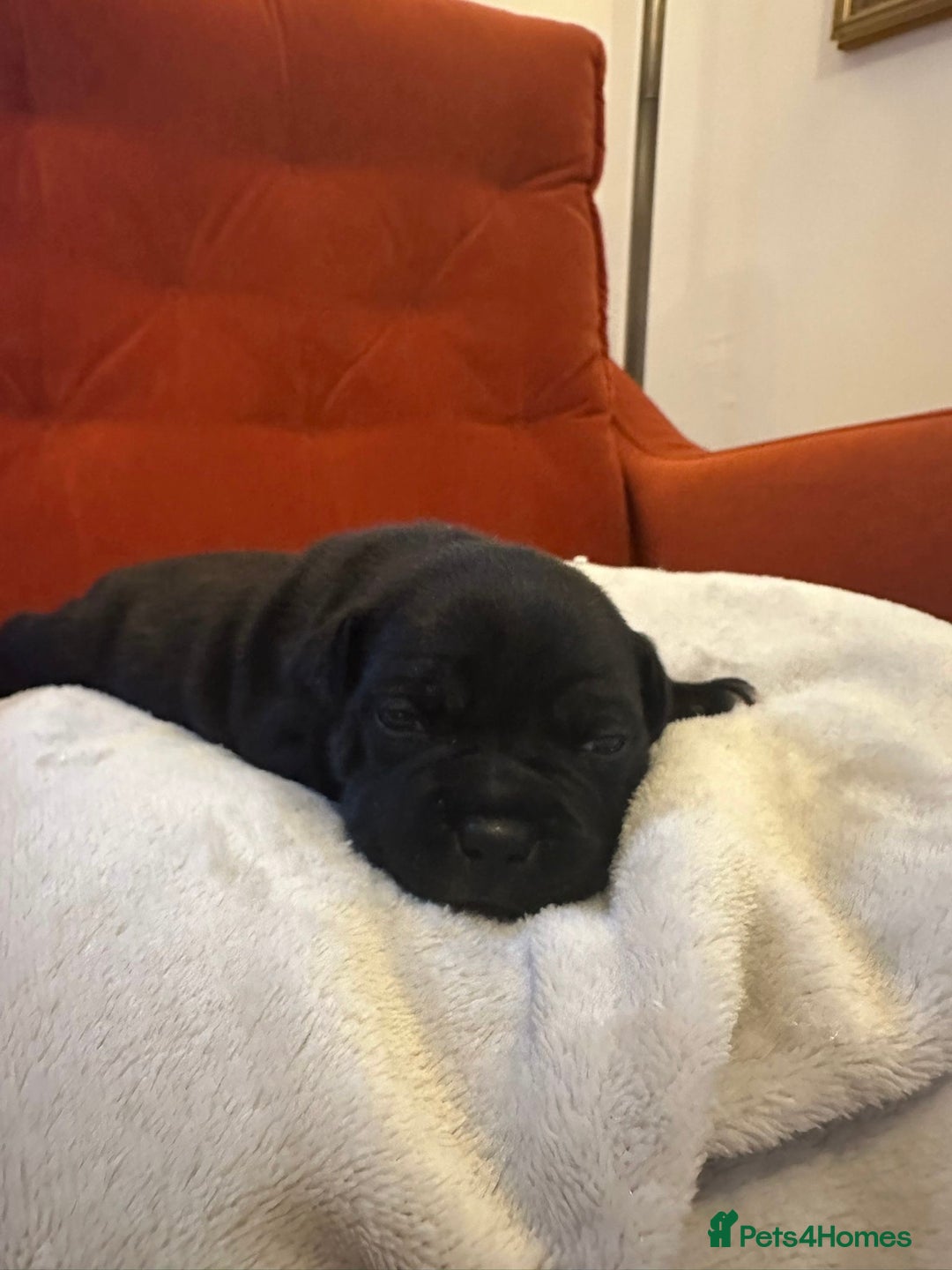 Staffordshire Bull Terrier dogs for sale: Outstanding KC blue gene carriers - Image 13