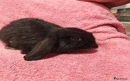 Mini Lop rabbits for sale: Pure Bred Mini Lops DOB 18/8/25 - Image 8