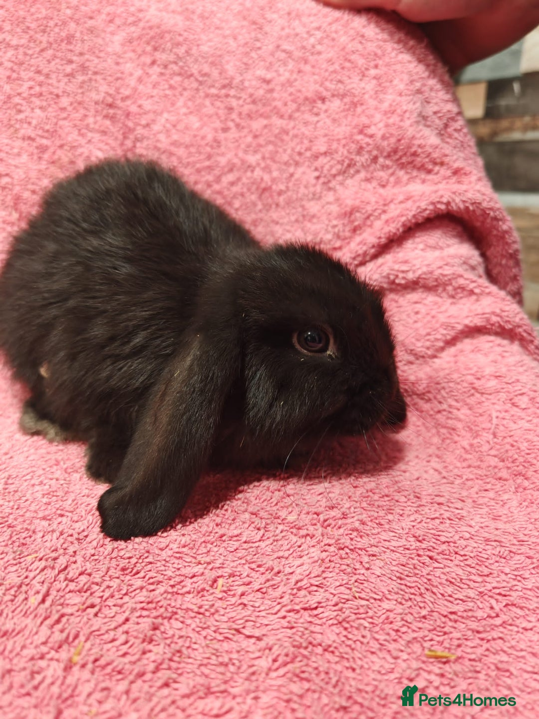 Mini Lop rabbits for sale: Pure Bred Mini Lops DOB 18/8/25 - Image 8