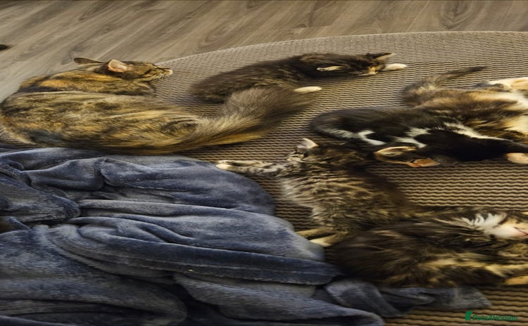 Mixed Breed cats Beautiful kittens hurry last one - Advert 1