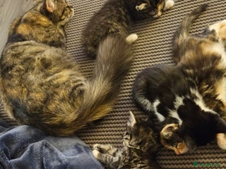 Mixed Breed cats Beautiful kittens hurry last one - Advert 5