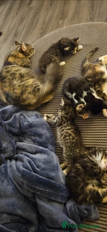 Mixed Breed cats Beautiful kittens hurry last one - Advert 1