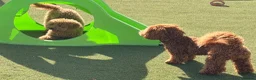 Poochon dogs for sale: Adorable Poochon puppies  - Advert 6
