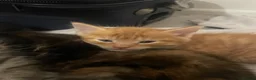 Mixed Breed cats for sale: 4 beautiful kittens  - Advert 18