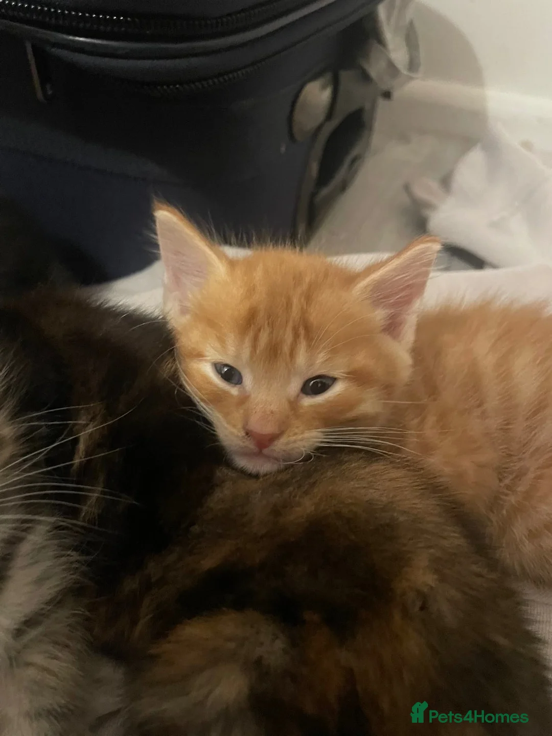 Mixed Breed cats for sale: 4 beautiful kittens  - Advert 18