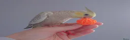 Cockatiels birds for sale: Hand reread silly tame DNA sexed baby cockatiels  - Advert 11