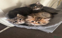 Scottish Fold cats for sale: 5 British Longhair and Scottish Straight kittens  - Image 17