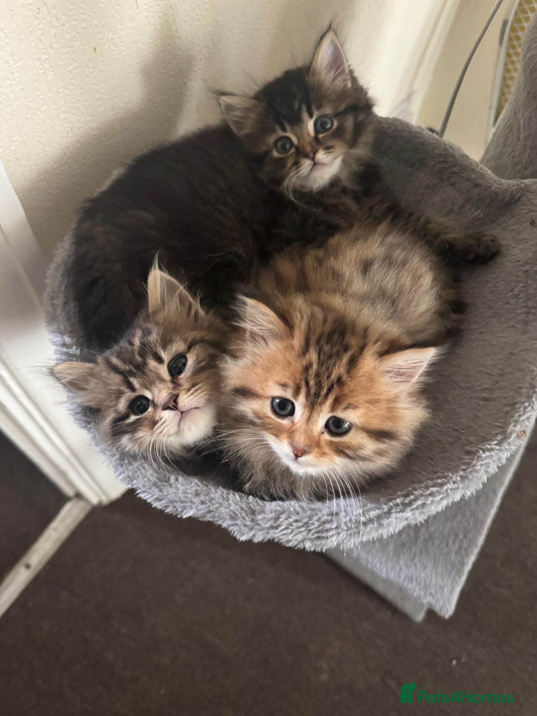 Scottish Fold cats for sale: 5 British Longhair and Scottish Straight kittens  - Image 17