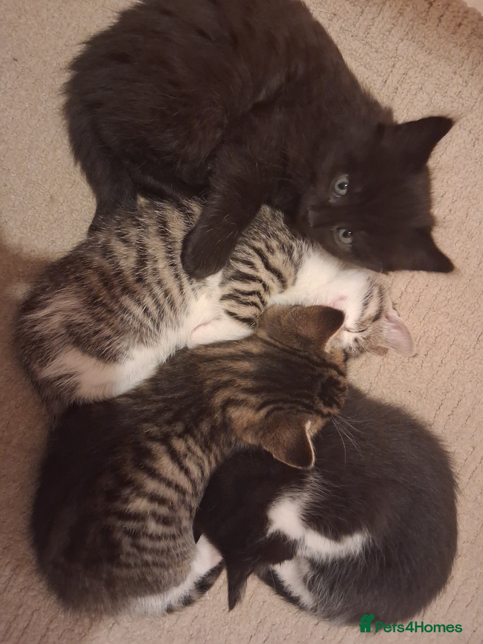 Mixed Breed cats for sale: Two kittens looking for loving home/homes  - Advert 5