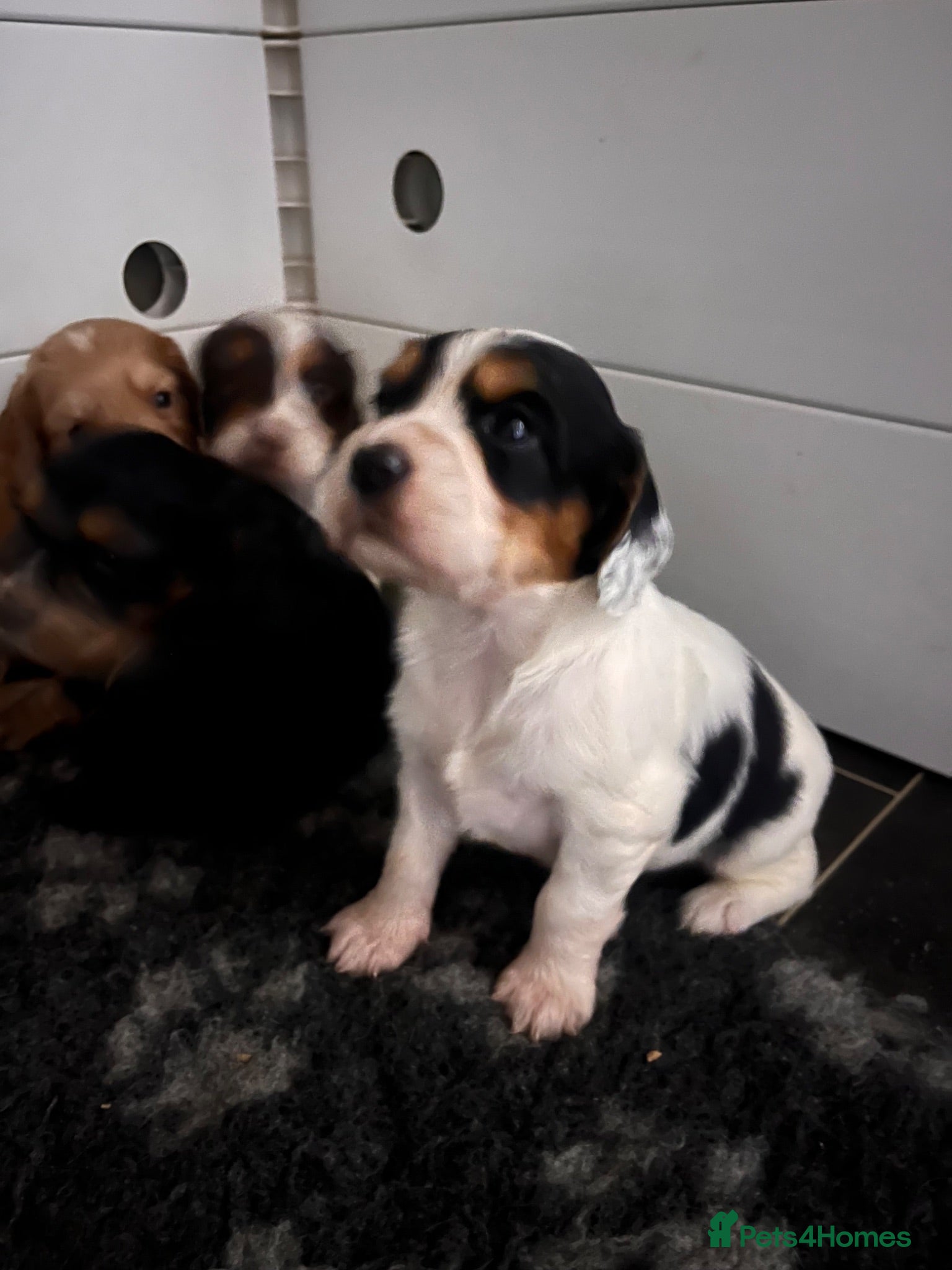 Cocker Spaniel dogs Working Cocker Spaniels puppies for Sale - Advert 1