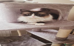 Mixed Breed cats for sale: Hella and Loki - Image 5