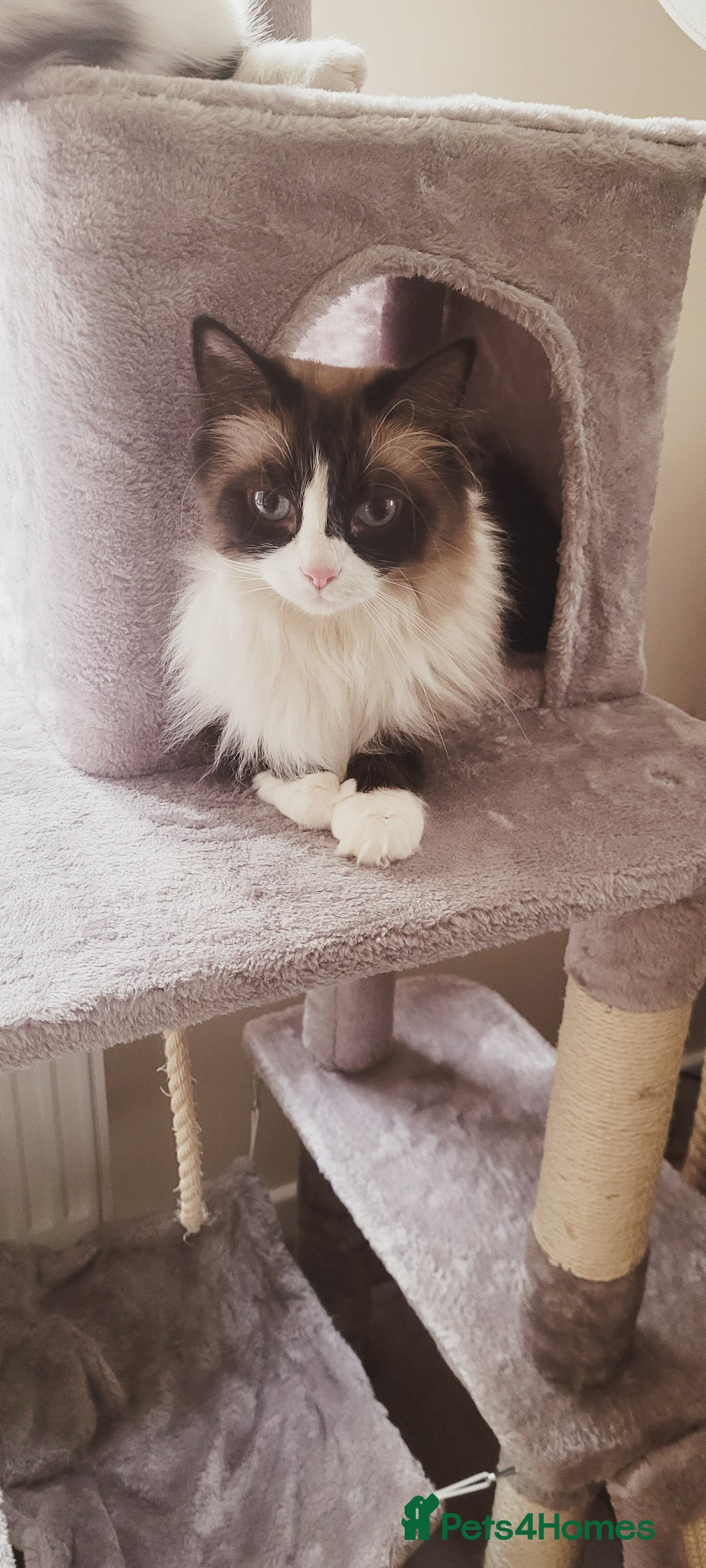 Mixed Breed cats for sale: Hella and Loki - Image 5