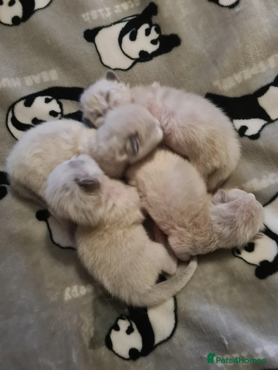 Ragdoll cats for sale: Ragdoll kittens  - Advert 4