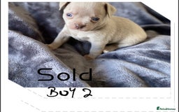 Chihuahua dogs for sale: Beautiful Chihuahua Puppies 3Girls 2Boys  in Bolton - Image 12