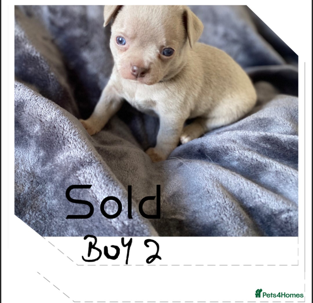 Chihuahua dogs for sale: Beautiful Chihuahua Puppies 3Girls 2Boys  in Bolton - Image 12