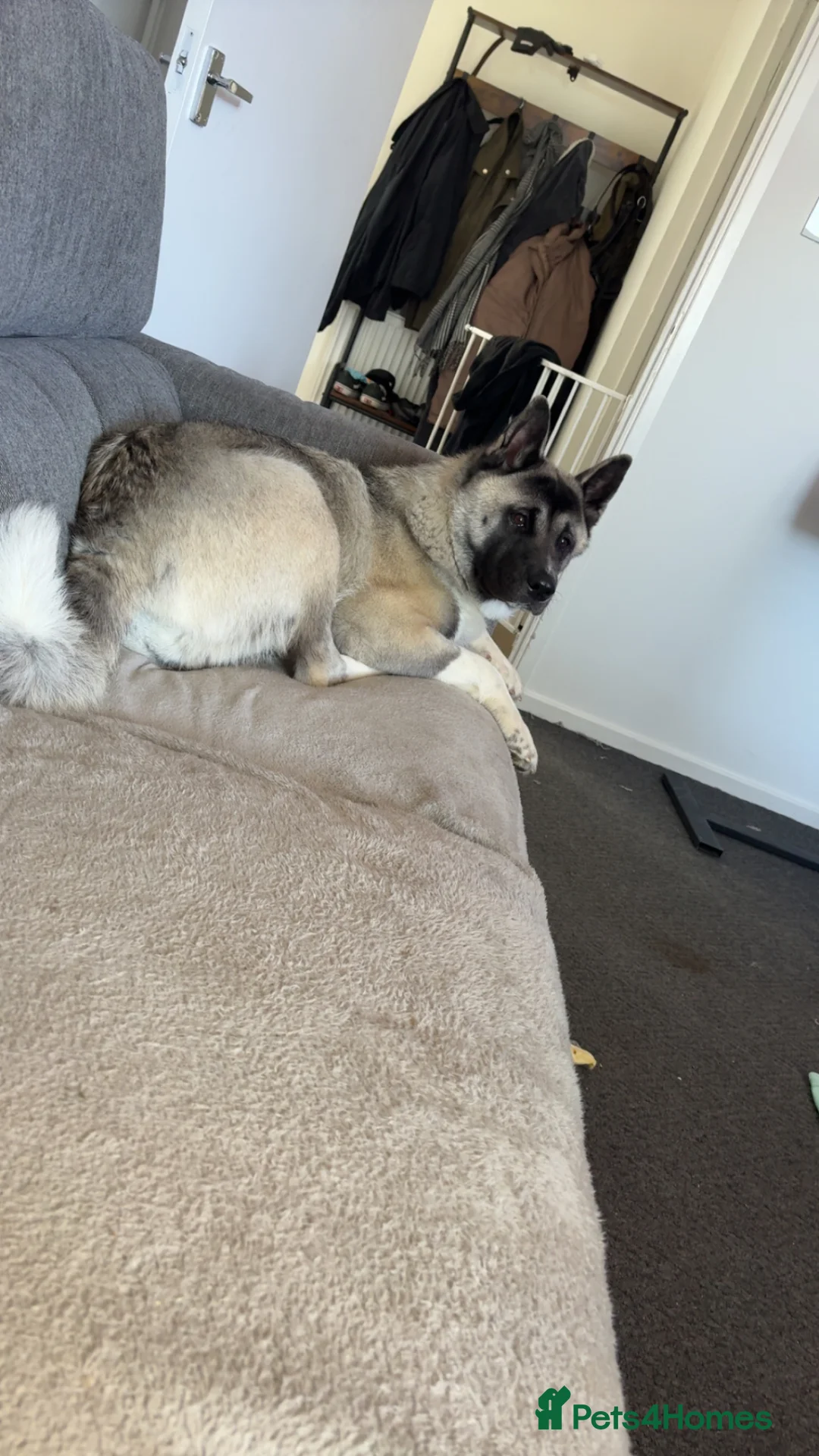 Akita dogs for sale: Kira the akita - Advert 2