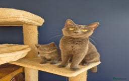 Mixed Breed cats for sale: Ragdoll cross kittens  - Image 3