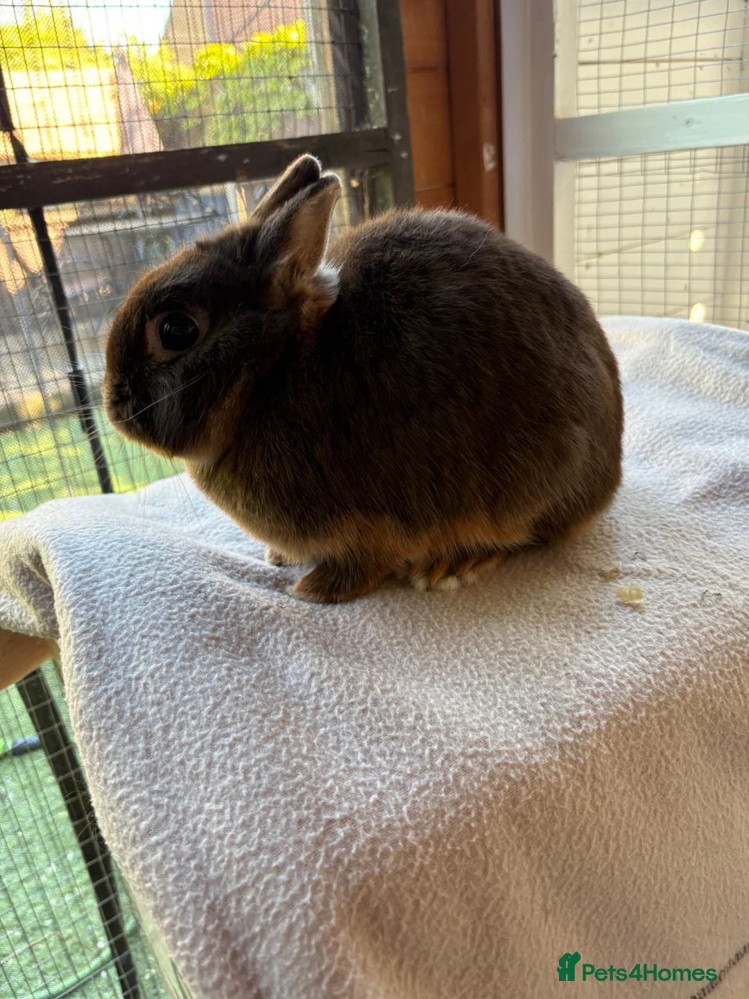 Netherland Dwarf rabbits for sale: Breeding Netherland dwarfs  - Advert 10