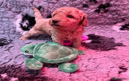 Miniature Poodle dogs for sale: Miniature poodle puppies ready now  - Image 13